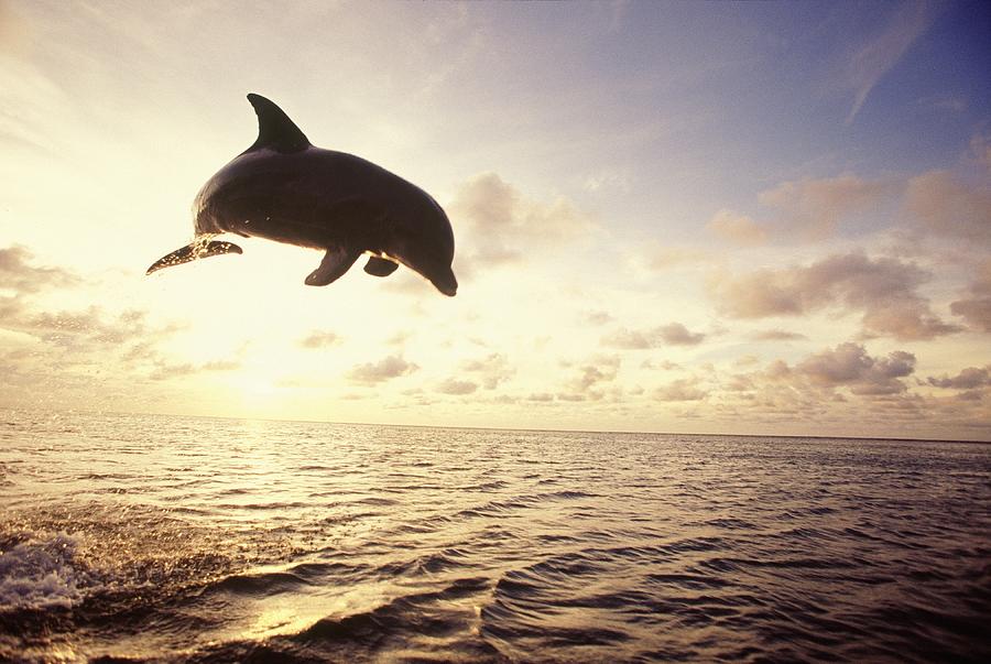 Bottlenose Dolphin Jumping Out Of Water Photograph by Stuart Westmorland