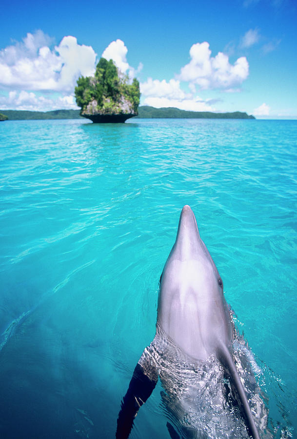 Wildlife Photograph - Bottlenose Dolphin, Palau, Micronesia by Stuart Westmorland