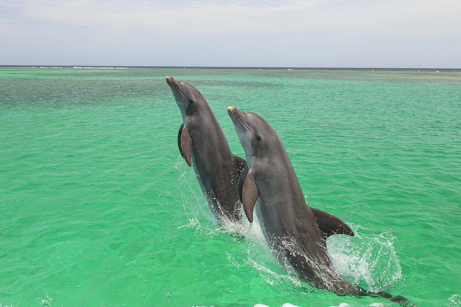 Wildlife Photograph - Bottlenose Dolphin, Roatan, Bay by Stuart Westmorland