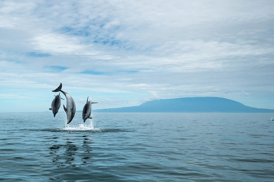Bottlenose Dolphin Trio Leaping Photograph by Tui De Roy