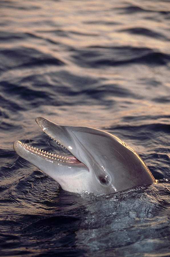 Bottlenose Dolphin Tursiops Truncatus Photograph by Daniel Cox Bottlenose Dolphin Tursiops Truncatus Photograph by Daniel Cox