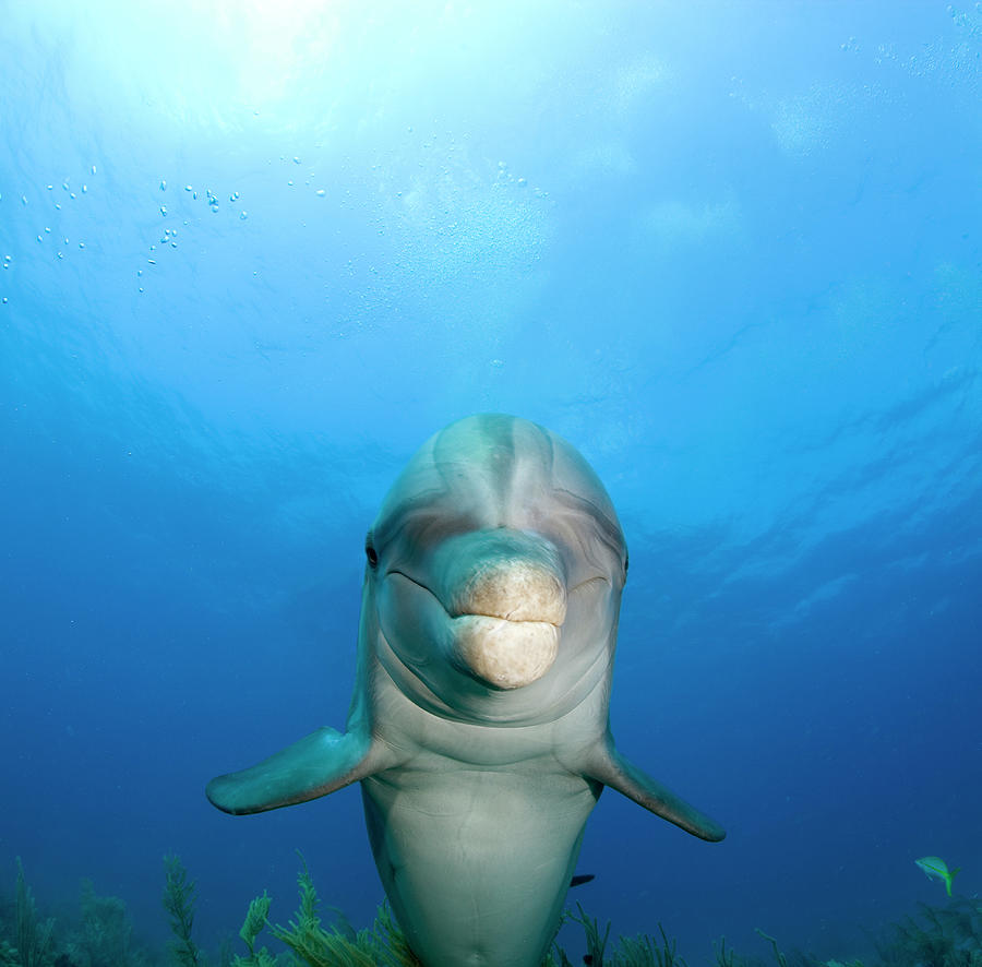 Bottlenose Dolphin Tursiops Truncatus Photograph by Stephen Frink
