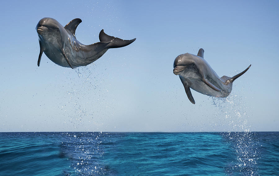 Bottlenose Dolphins Jumping Photograph by Mike Hill