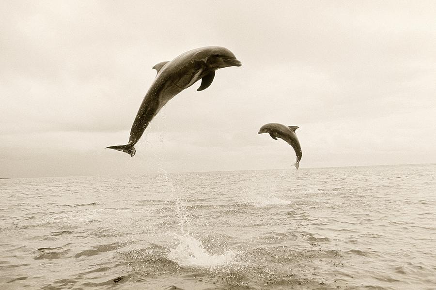Bottlenose Dolphins Jumping Out Of Water Photograph by Stuart Westmorland