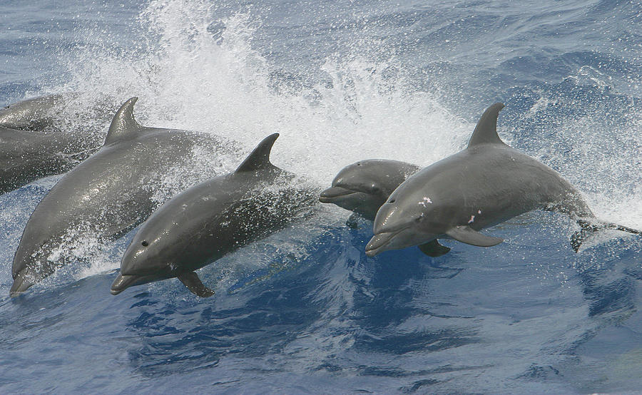 Bottlenose Dolphins Photograph by Photobotos Image