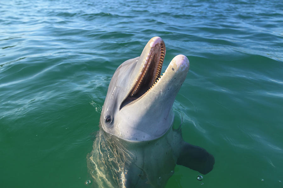 Wildlife Photograph - Bottlenose Dolphins, Roatan, Honduras by Stuart Westmorland
