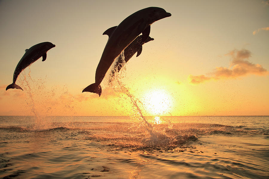 Bottlenose Dolphins Photograph by Stuart Westmorland