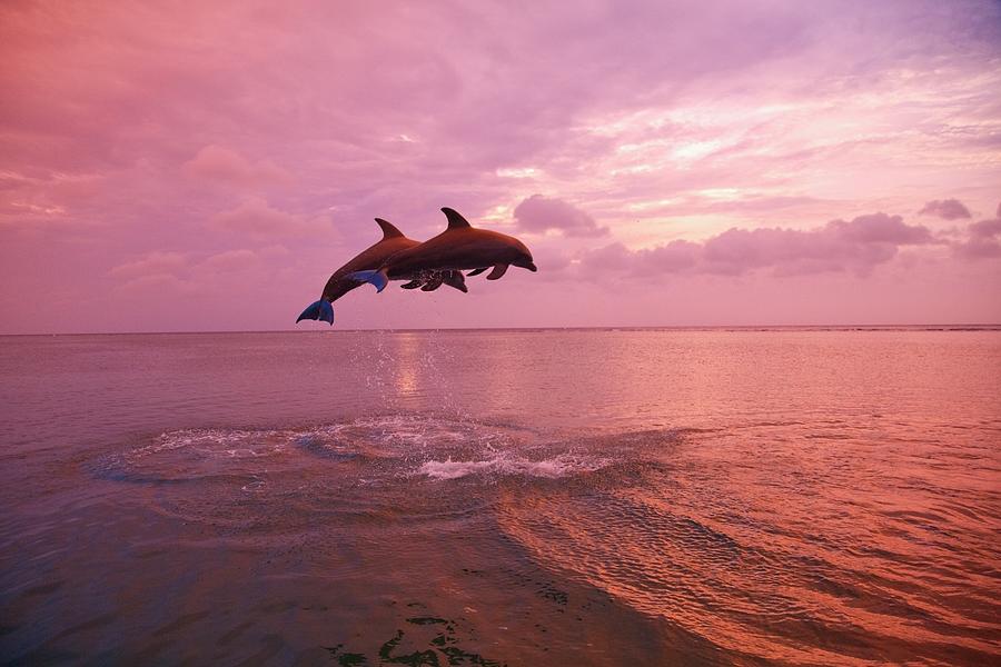 Bottlenose Dolphins Tursiops Truncatus Photograph by Design Pics / Stuart Westmorland