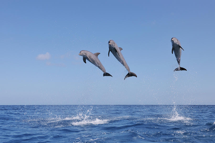 Bottlenose Dolphins Tursiops Truncatus Photograph by Martin Ruegner