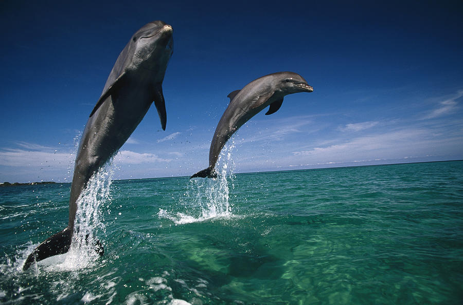 Bottlenose Dolphins, Tursiops Truncatus Photograph by Stuart Westmorland