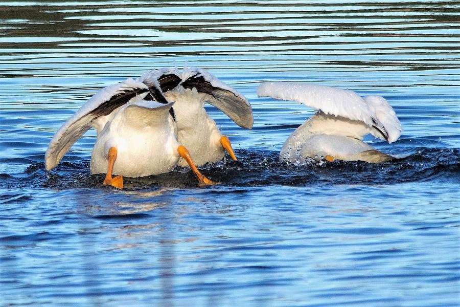 Bottoms Up Photograph by Mary Ann Artz