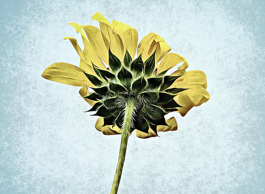Bottoms Up Sunflower Digital Art by Gaby Ethington