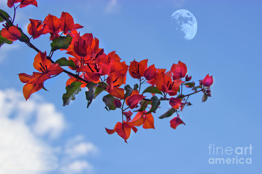 Bougainvillea and Daytime Moon  Photograph by Al Bourassa