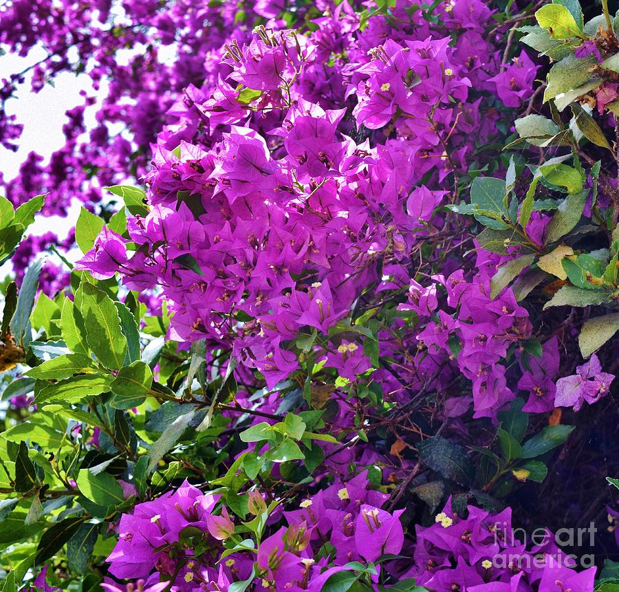 Bougainvillea Brilliance  Photograph by Janet Marie