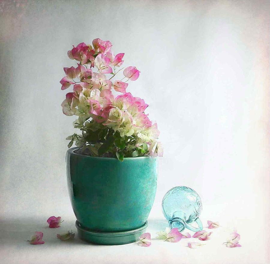 Flower Photograph - Bougainvillea by Fangping Zhou