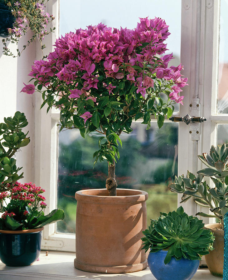 Bougainvillea Glabra In Terracotta Planter Photograph by Friedrich ...