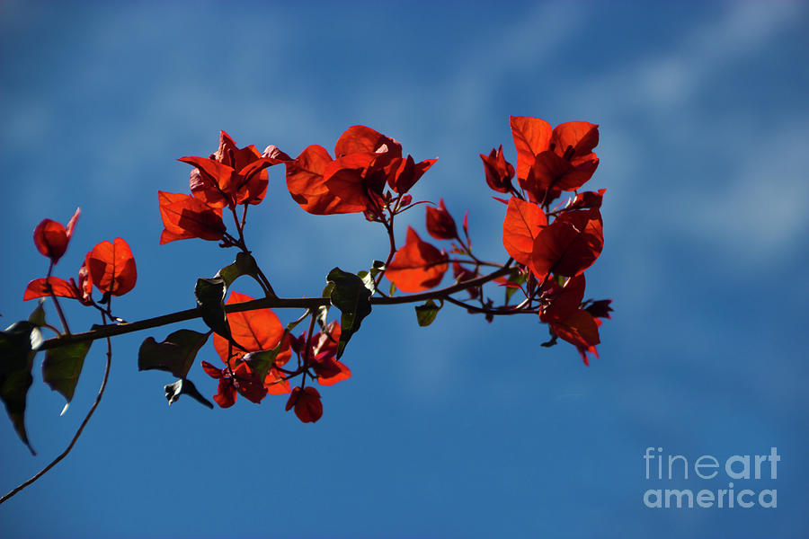 Bougainvillea On Christmas Day at Joes Photograph by Al Bourassa