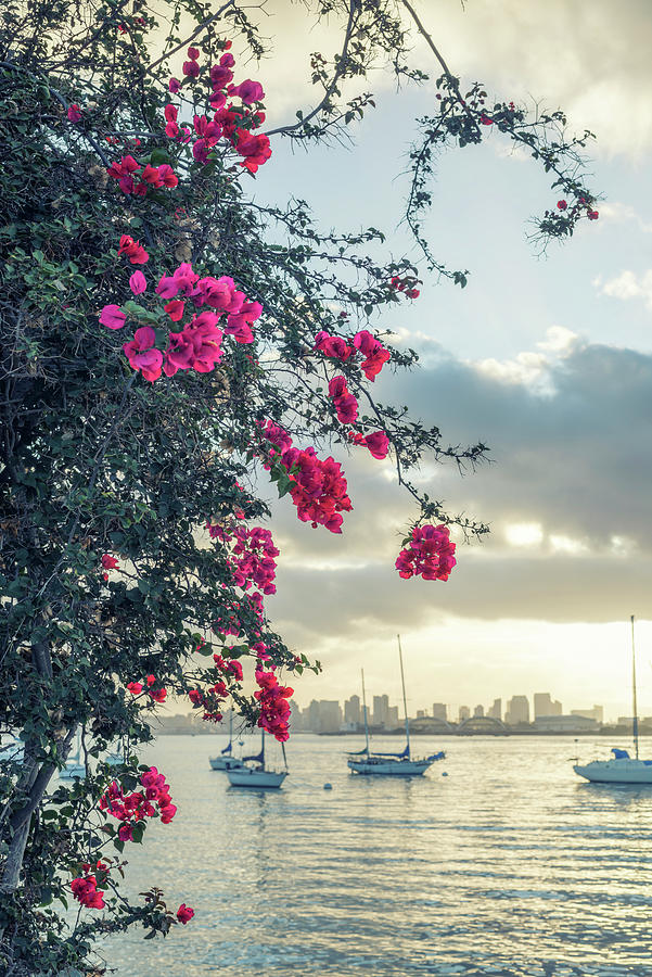 HD bougainvillea wallpapers | Peakpx