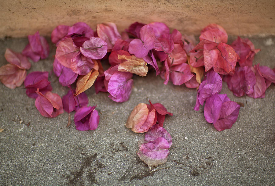 Flower Photograph - Bougainvillea Shower by Geoffrey Ansel Agrons