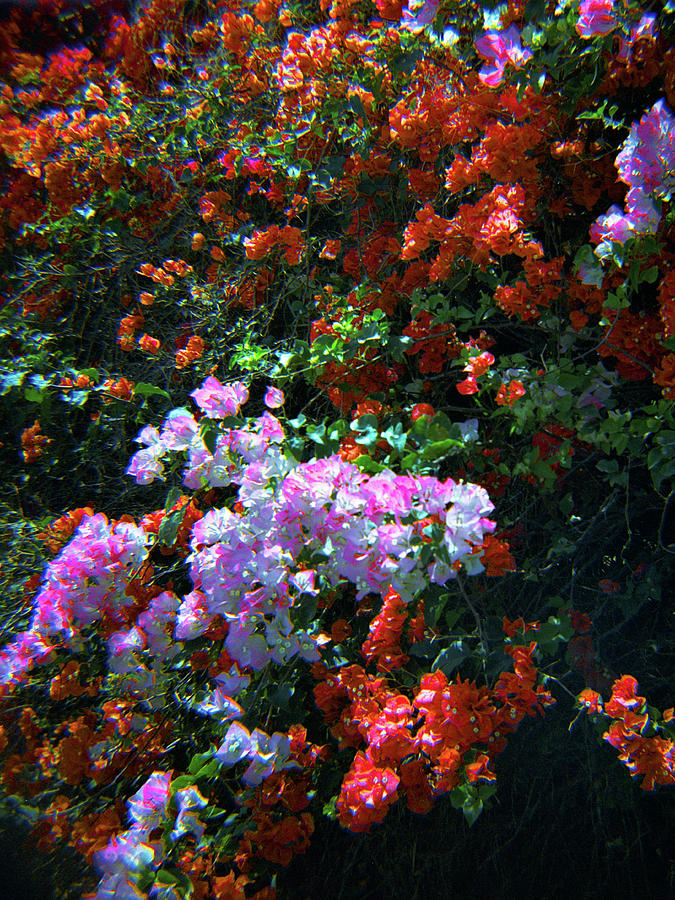 Bougainvillea Wall-2 by Rudy Umans Bougainvillea Wall-2 by Rudy Umans