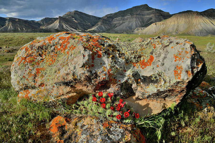 Boulder Bloom in Book Cliffs Photograph by Ray Mathis