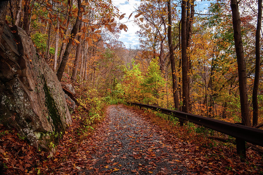 Boulder Mountain Path in Fall Photograph by Lisa Lambert-Shank