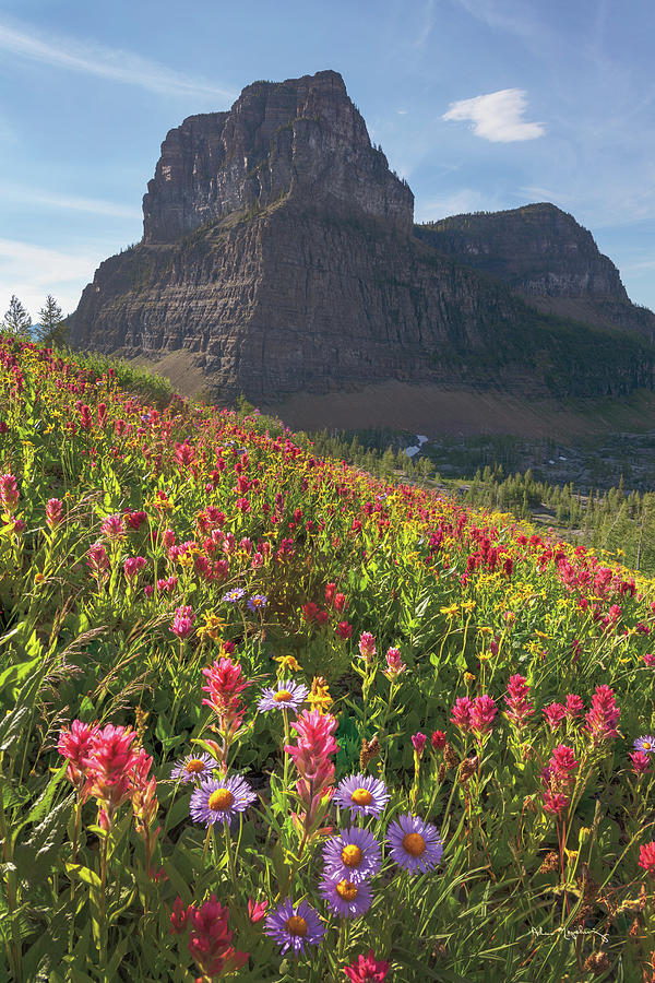 Flower Photograph - Boulder Pass Wildflowers by Alan Majchrowicz