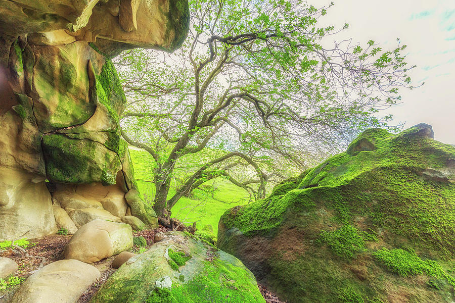 Boulders and Trees at Vasco Caves Photograph by Marc Crumpler
