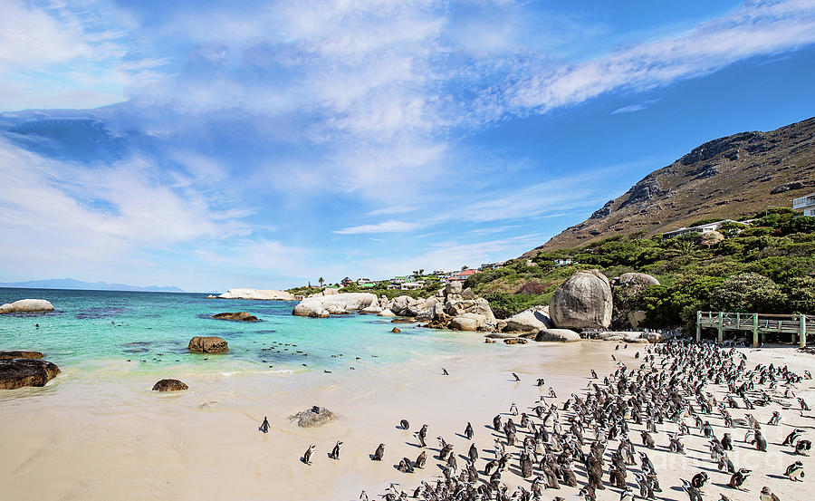 Boulders Beach - Cape Town, SA Panorama Photograph by Scott Pellegrin