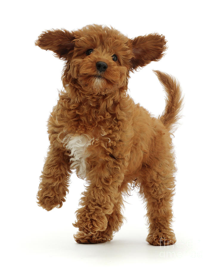 Bouncing Cavapoo Photograph by Warren Photographic