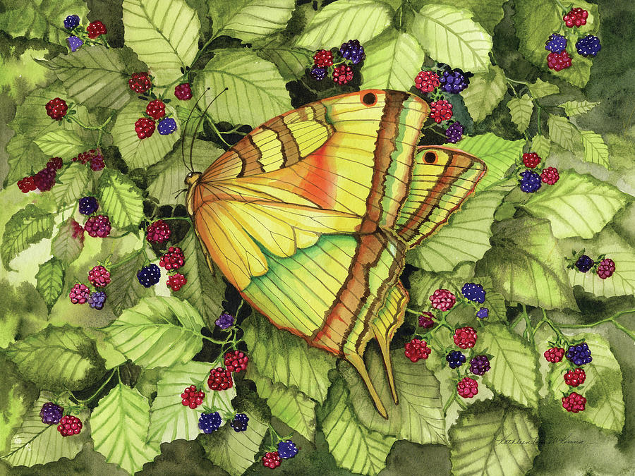 Animal Painting - Bountiful Butterfly by Kathleen Parr Mckenna
