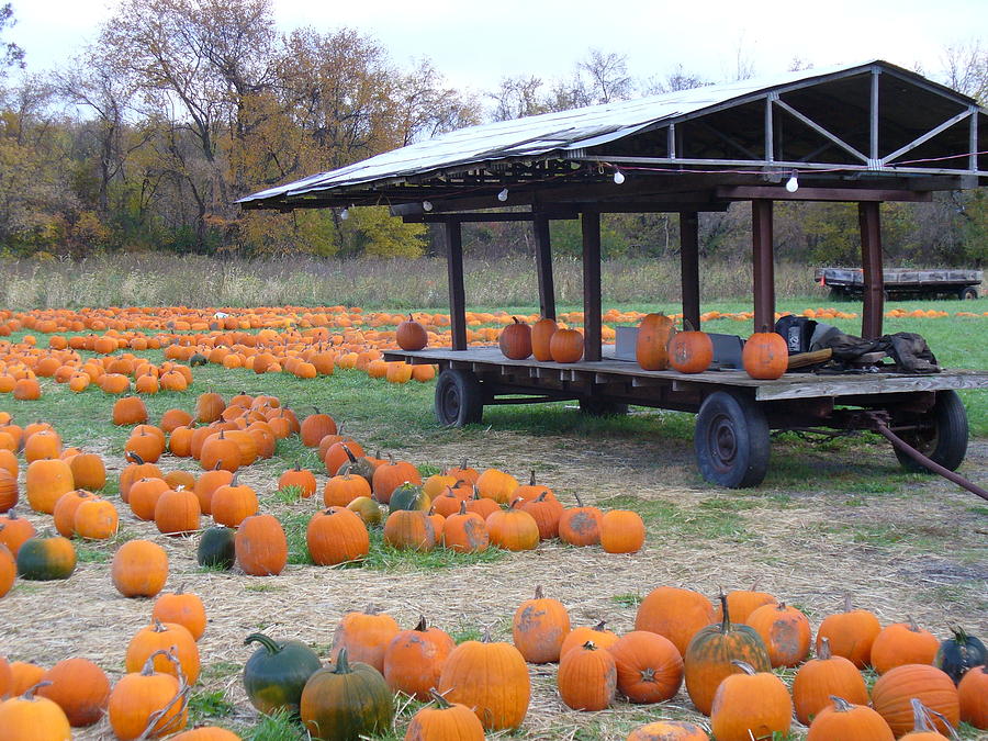 Bountiful Harvest Photograph by Arthur Applegate - Fine Art America