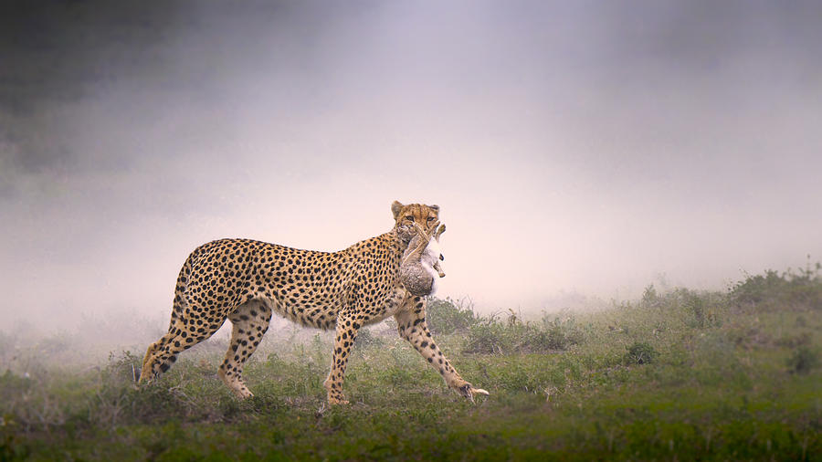 Wildlife Photograph - Bounty Hunter by Husain Alfraid
