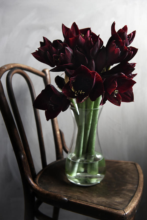 Bouquet Of black Pearl Amaryllis Photograph by Diana Lovring