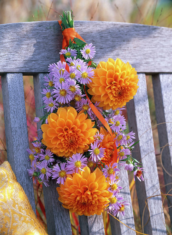 Bouquet Of Dahlia And Aster Hanging On Wooden Chair Photograph by Friedrich Strauss