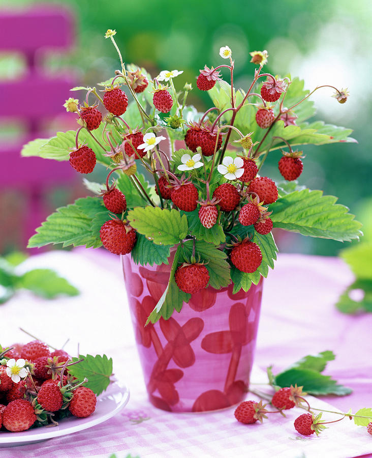 Bouquet Of Fragaria With Fruits, Leaves And Flowers Photograph by Friedrich Strauss