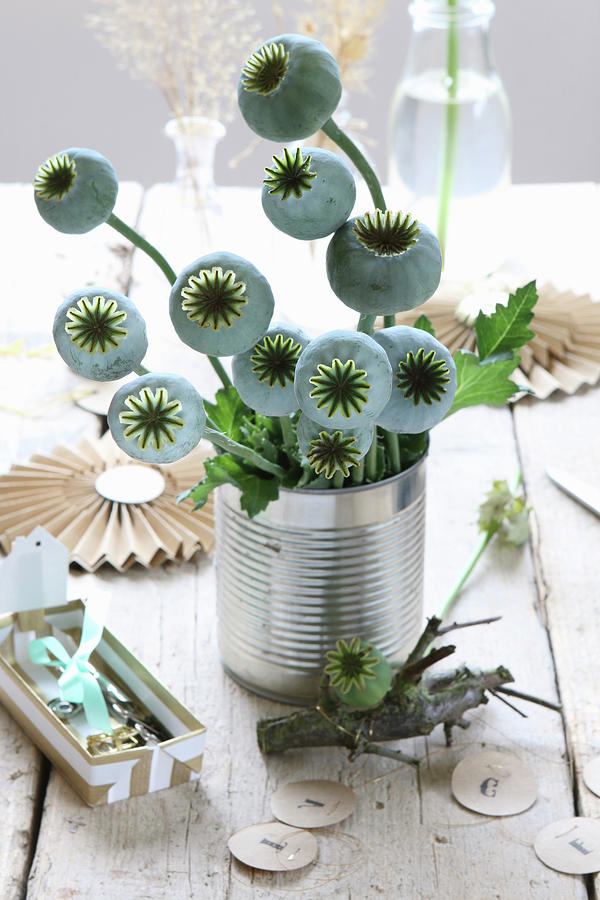 Bouquet Of Fresh Poppy Seed Heads In Tin Can And Paper Decorations Photograph by Regina Hippel