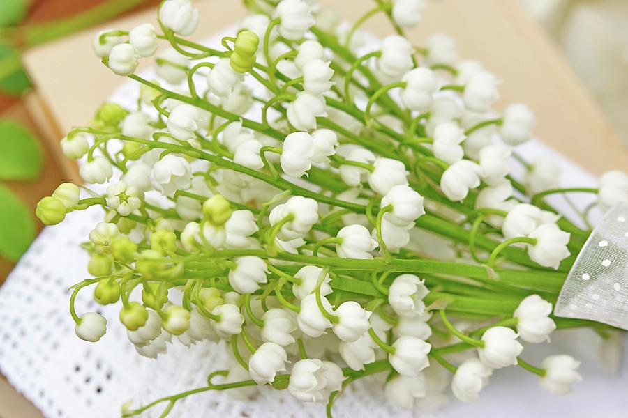 Bouquet Of Lily-of-the-valley Photograph by Angelica Linnhoff