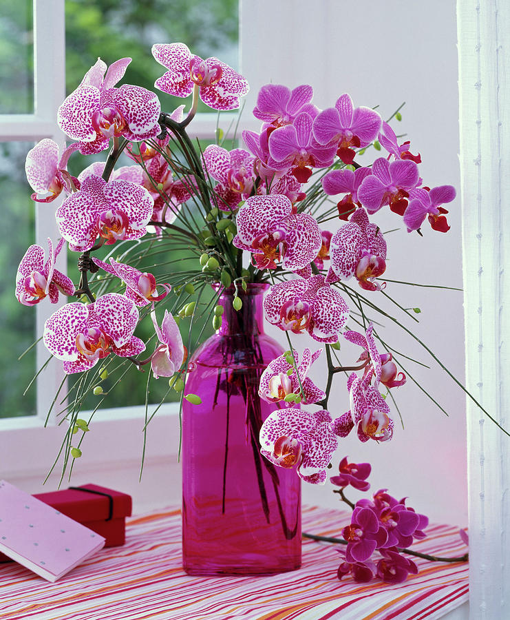 Bouquet Of Phalaenopsis And Cytisus Photograph by Friedrich Strauss