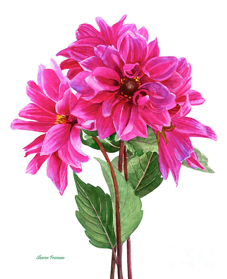Dahlias Painting - Bouquet of Rose Violet Dahlias by Sharon Freeman