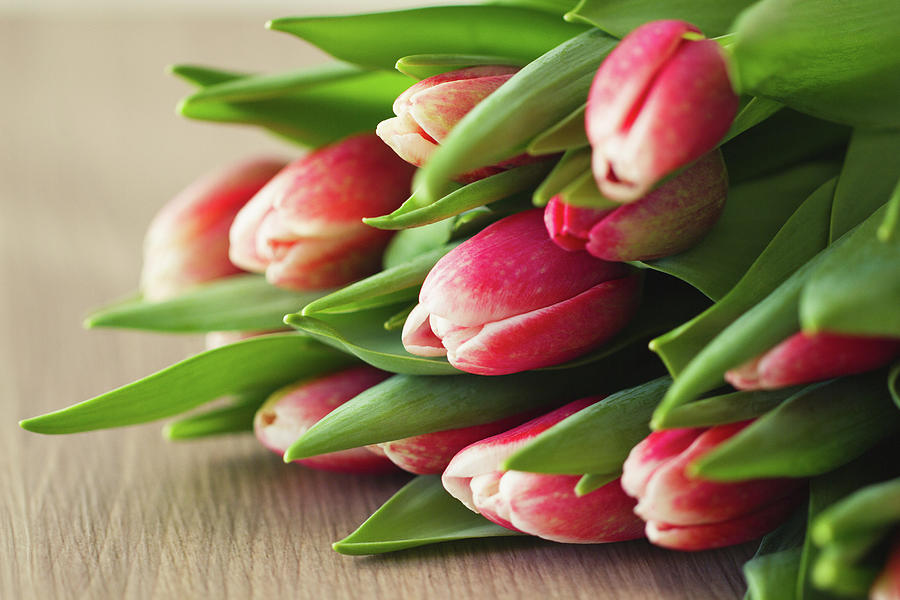 Bouquet Of Tulips Photograph by Elin Enger