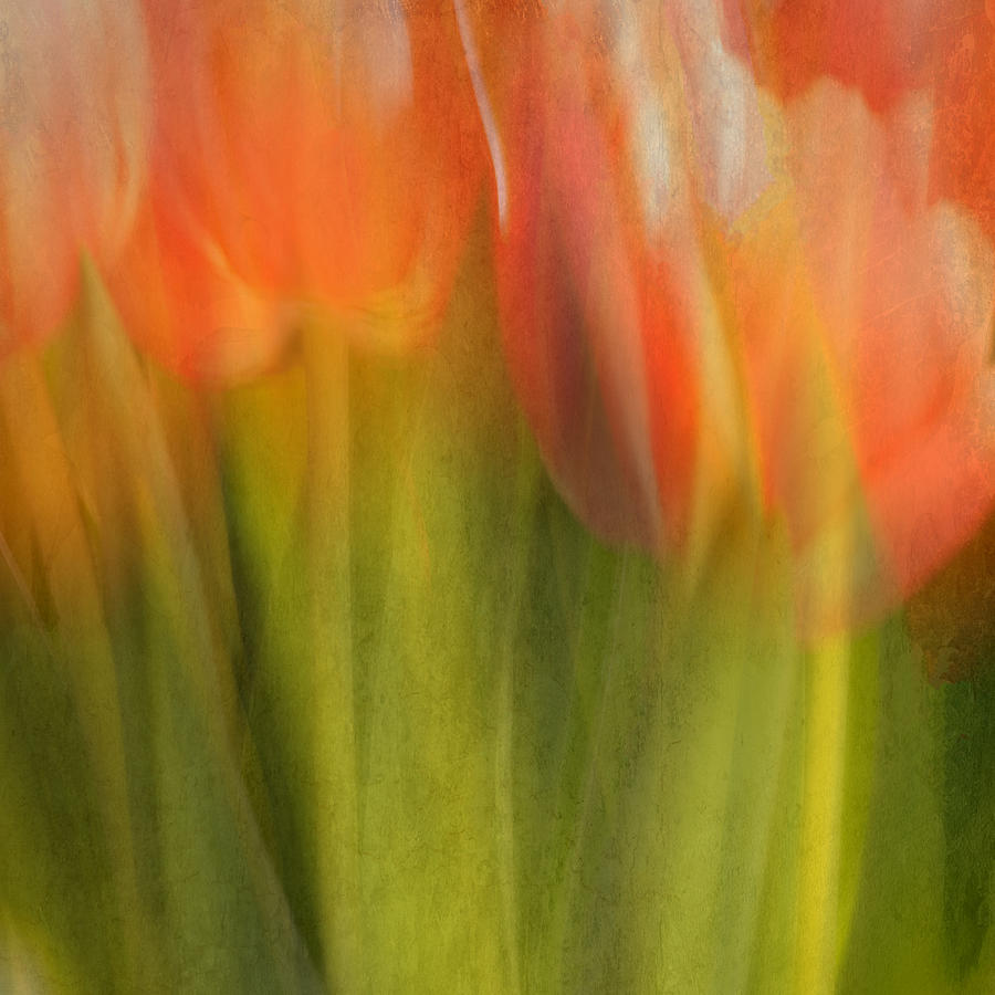 Bouquet Of Tulips Photograph by Stephan Rckert