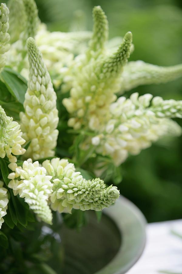 Bouquet Of White Lupins close-up Photograph by Pauline Joosten