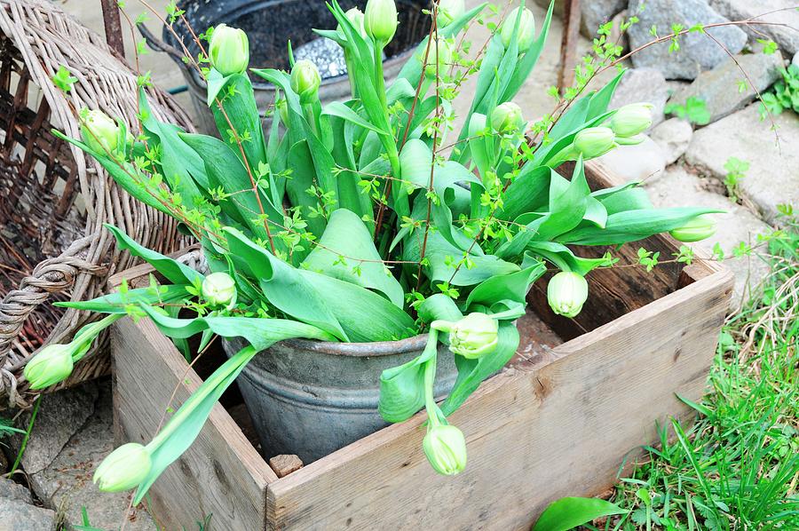Bouquet Of White Tulips In Zinc Bucket & Wooden Crate In Garden Photograph by Revier 51