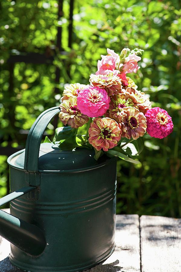 Bouquet Of Zinnias In Watering Can Photograph by Elisabeth Berkau ...