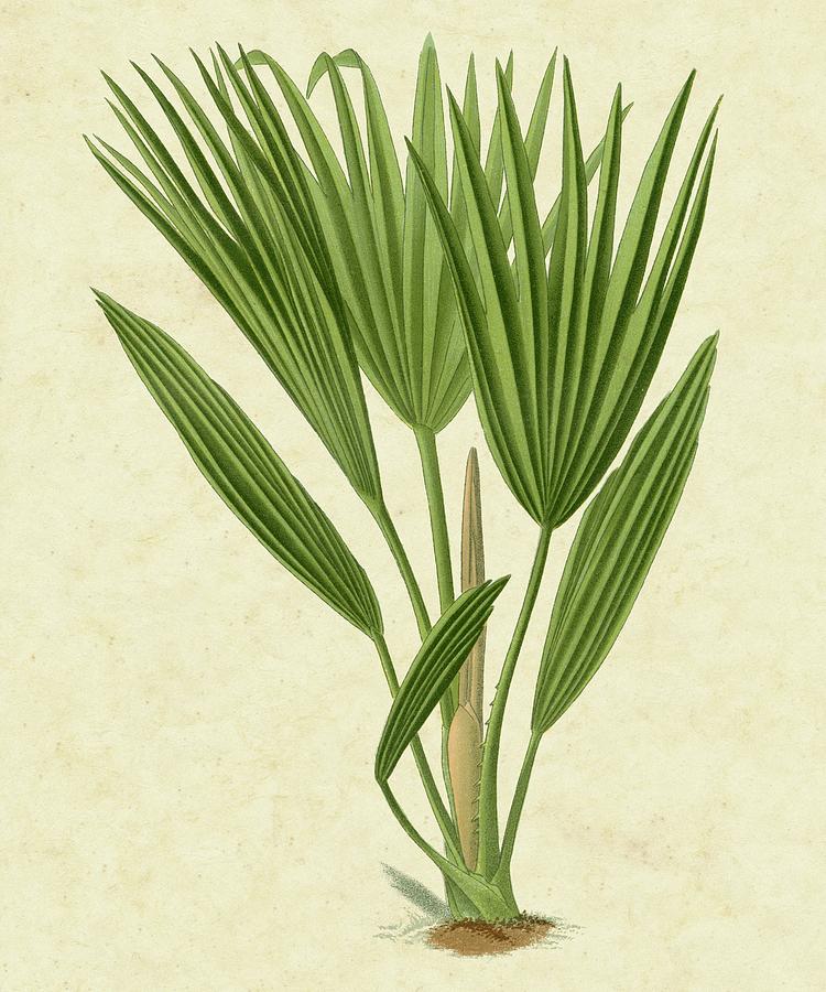 Nature Painting - Bourbon Palm by Vision Studio