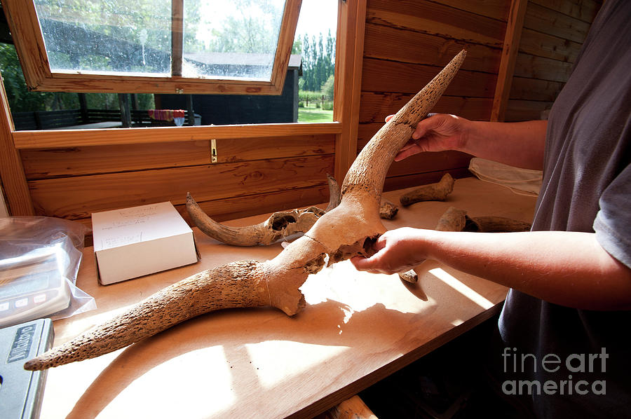 Bovine Horns Excavated From La Draga Neolithic Site Photograph by Marco Ansaloni/science Photo Library