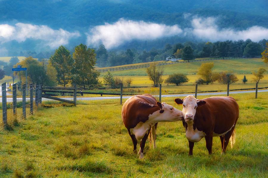 Bovine Love Photograph by Shannon Kelly