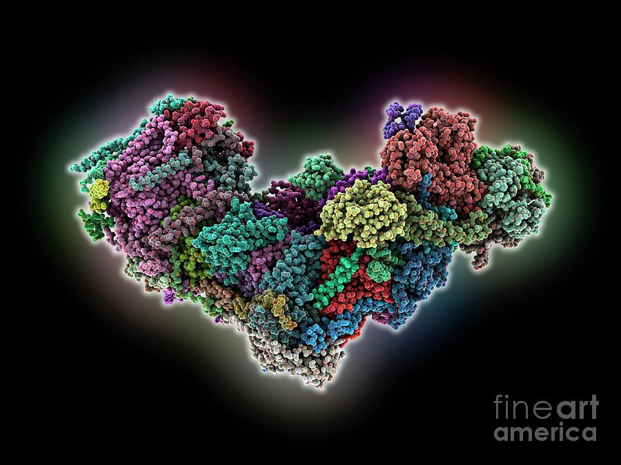 Bovine Mitochondrial Complex I Photograph by Laguna Design/science Photo Library