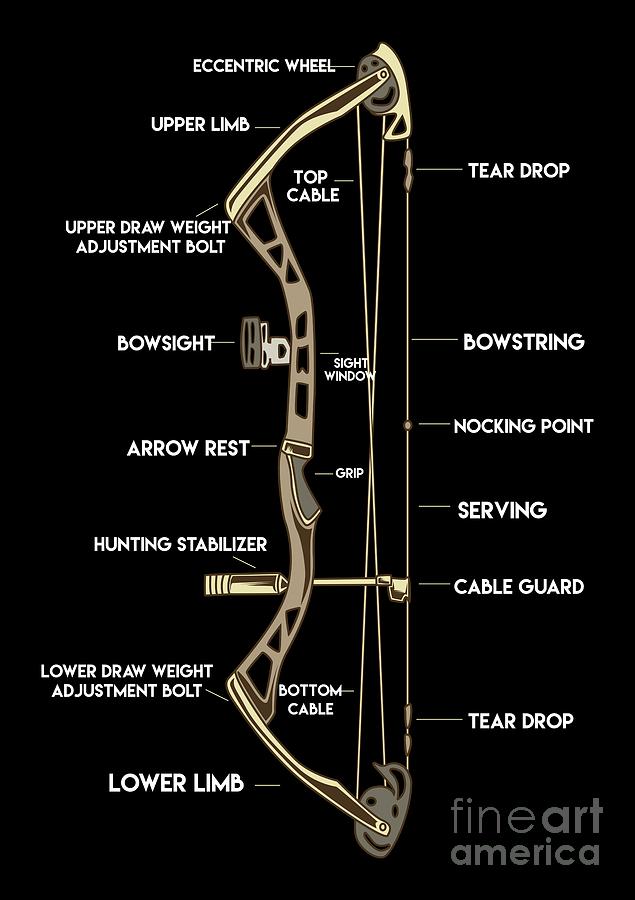Archery Bow Anatomy